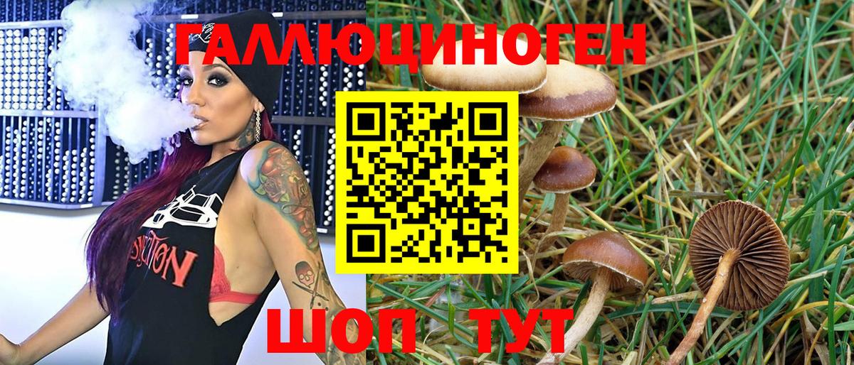 Псилоцибиновые грибы Psilocybine cubensis  Владикавказ  Псилоцибиновые грибы Cubensis 